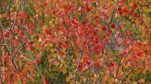 Color beauty of the autumn season