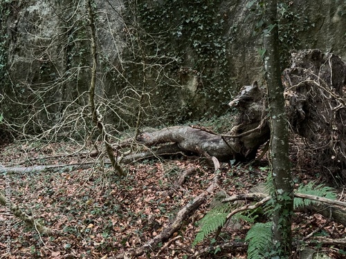 squirrel in the woods