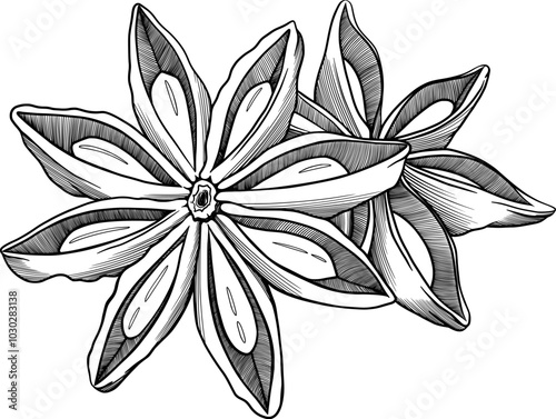 anise, aniseed vector illustration, engraving style