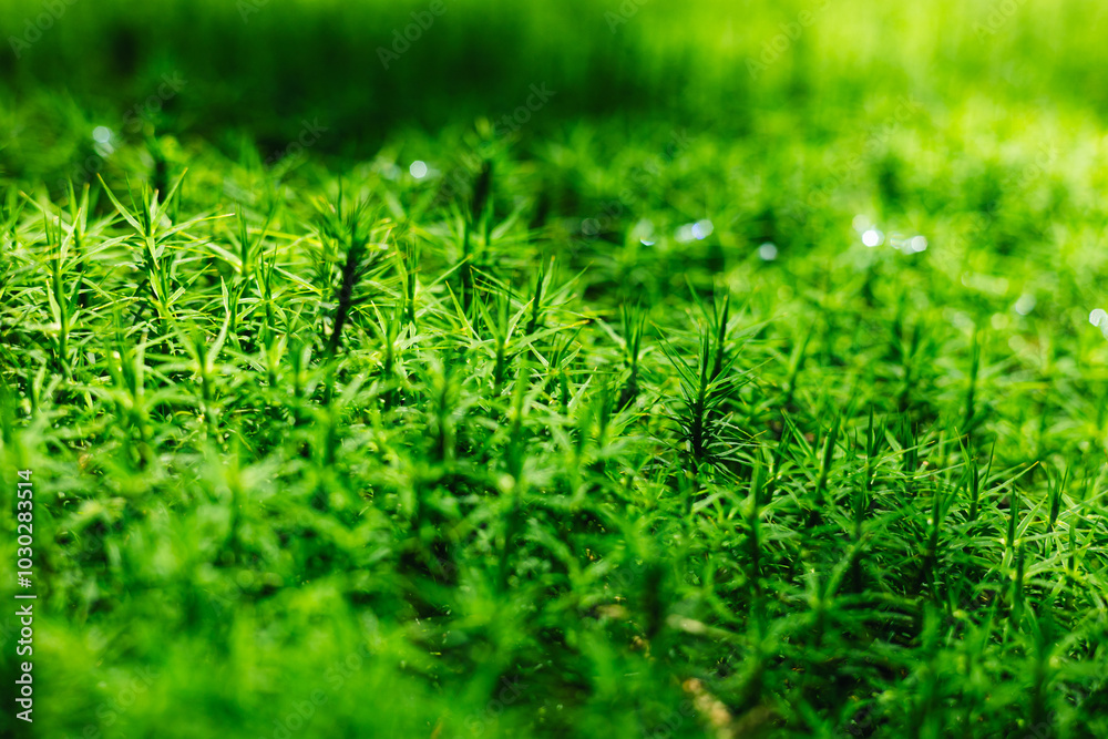 Near the moss Near the moss