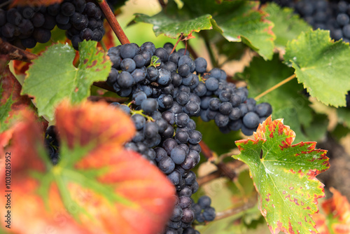 Close-up blue grapes, ripe and ready to harvest. Assmanshausen, Rheingau in Germany. Vineyard, steep slope, wine farmland.