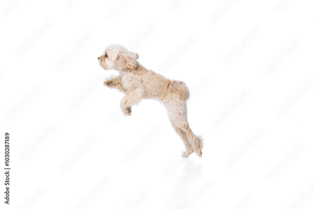 Leaping of happiness. Funny, purebred, furry Maltese jumps in mid-air against white studio background. Concept of grooming cervices and veterinaries, pet lovers, friendship. Leaping of happiness. Funny, purebred, furry Maltese jumps in mid-air against white studio background. Concept of grooming cervices and veterinaries, pet lovers, friendship.