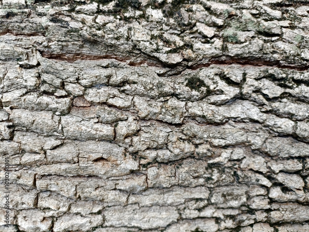 bark of a tree surface texture background bark of a tree surface texture background