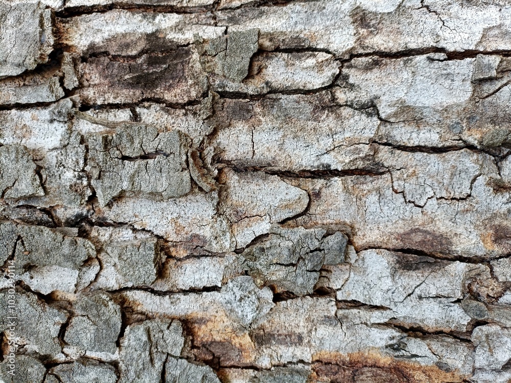 bark of tree bark of tree