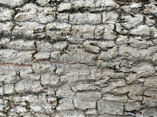 bark of a tree for texture natural background 