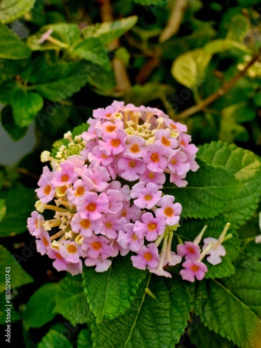 Pink lantana camara flowers in bloom