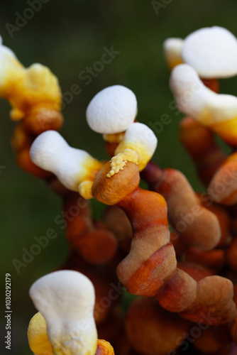 Lingzhi Reishi fungus - homegrown mushroom a traditional therapeutic in Chinese medicine. Anti-tumour and antiviral health benefits - Ganoderma multipileum. photo