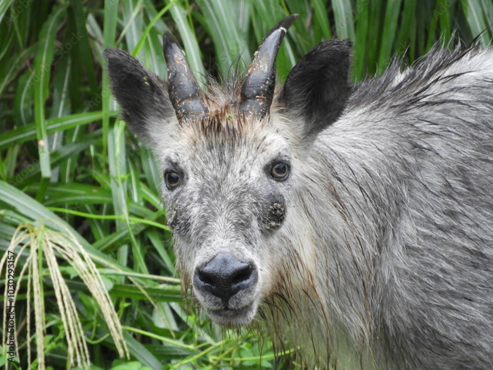 Fototapeta premium 二ホンカモシカ
