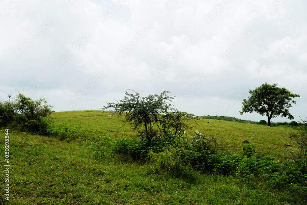A gentle path that flows through a lush, green expanse, with trees positioned on both sides A gentle path that flows through a lush, green expanse, with trees positioned on both sides