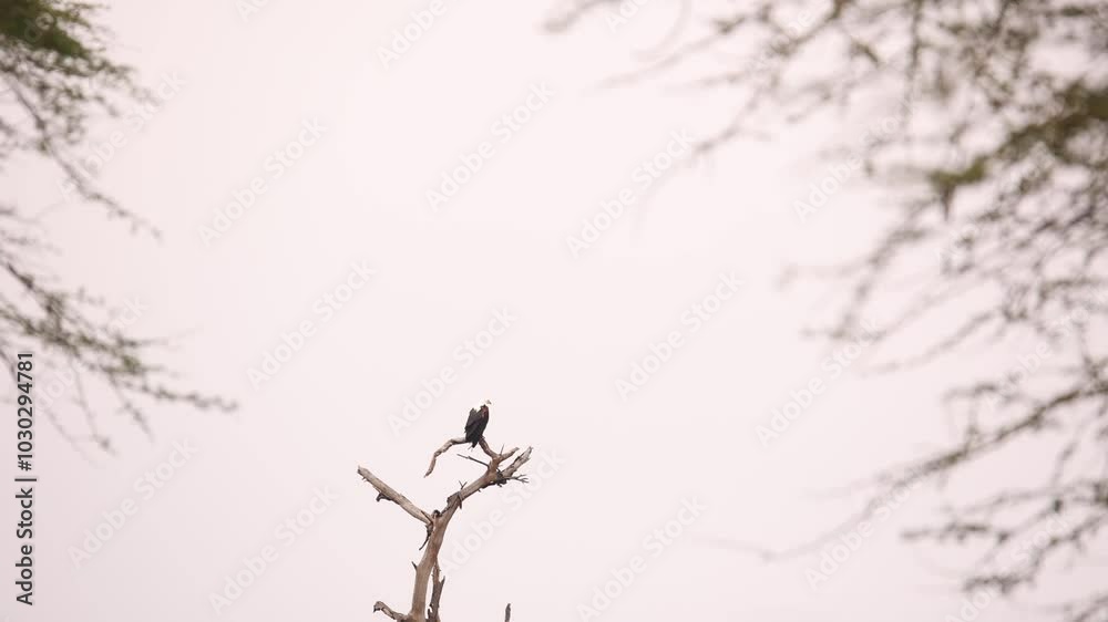 A bird perches on a dry tree branch under the soft sky on Crescent Island Safari, Kenya A bird perches on a dry tree branch under the soft sky on Crescent Island Safari, Kenya