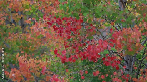 Color beauty of the autumn season