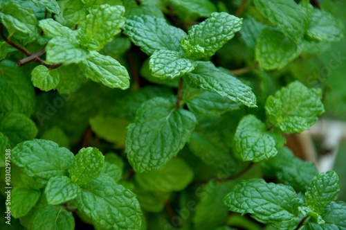 mint leaves in the garden