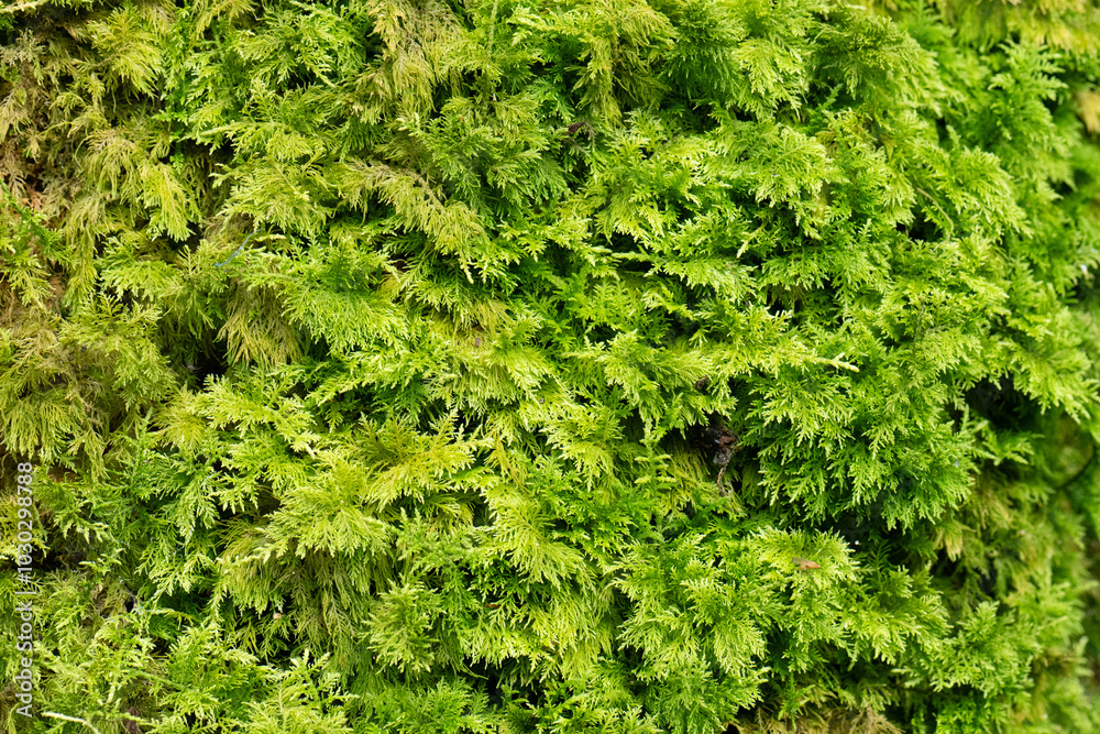 Detailed view of moss on a tree. Detailed view of moss on a tree.