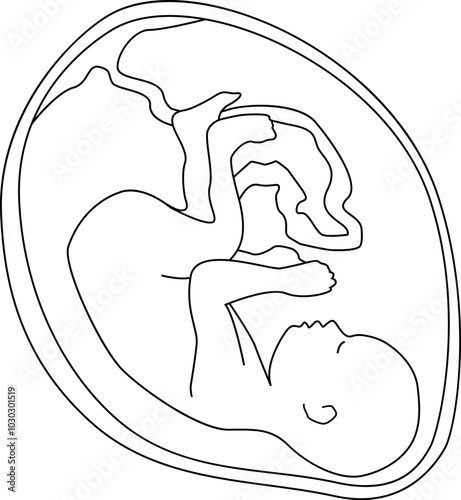 A baby in the womb is in the fetal position with its head down. Outline vector illustration. Transparent background.