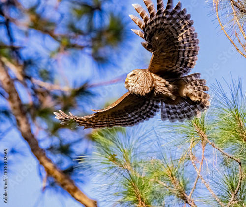 bald eagle and barred owls photo