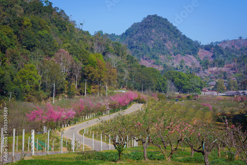 Beautiful natural cherry blossoms, Prunus Cerasoides pink flowers, or wild Himalayan cherry, are Thai Sakura at Doi Ang Khang Mountain (Royal Agricultural Station Angkhang) Chiang Mai, Thailand.