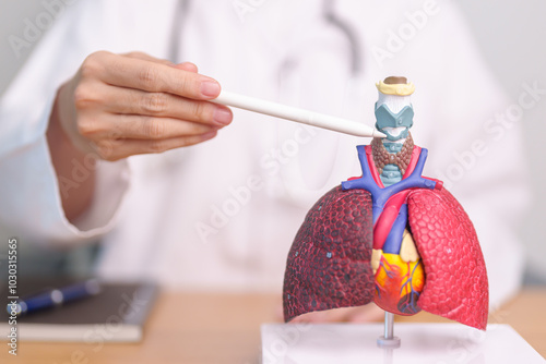 Doctor point Thyroid and Cricoid of Respiratory system anatomy for Diseases. Lung Cancer, Asthma, Chronic Obstructive Pulmonary, Bronchitis, Emphysema, Cystic Fibrosis, Bronchiectasis and Pneumonia photo