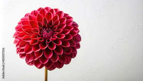 Minimalist large red dahlia isolated on white background, bright burgundy flower