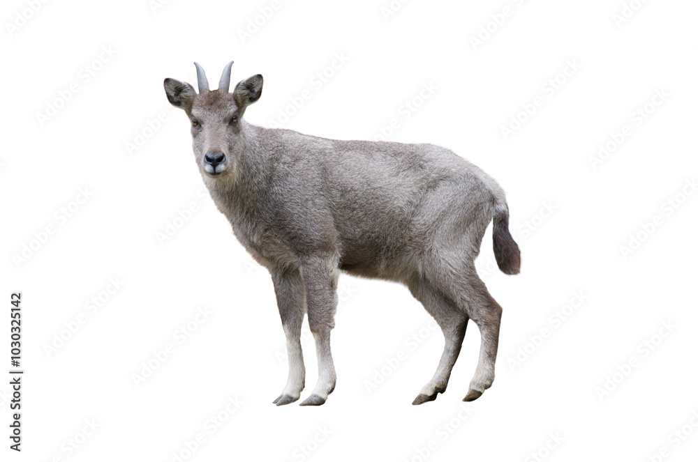 chinese goral isolated on white background chinese goral isolated on white background