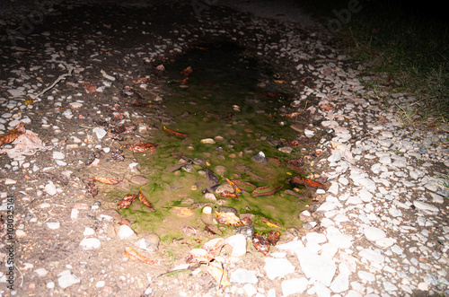 Puddle. Night photo with flash.