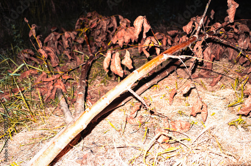 Fallen tree in autumn