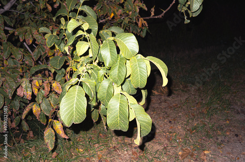 Plants and leaves in autumn. Night photo with flash.