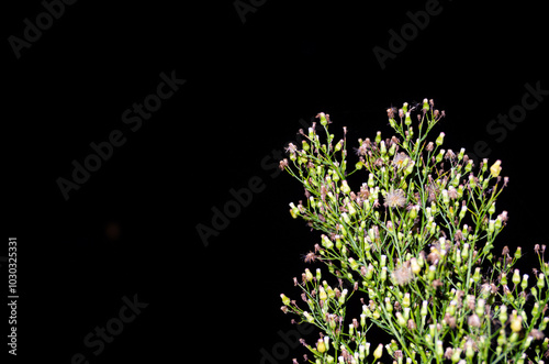 Plants and leaves in autumn. Night photo with flash.