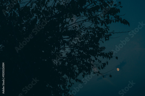 Full moon among the treetops