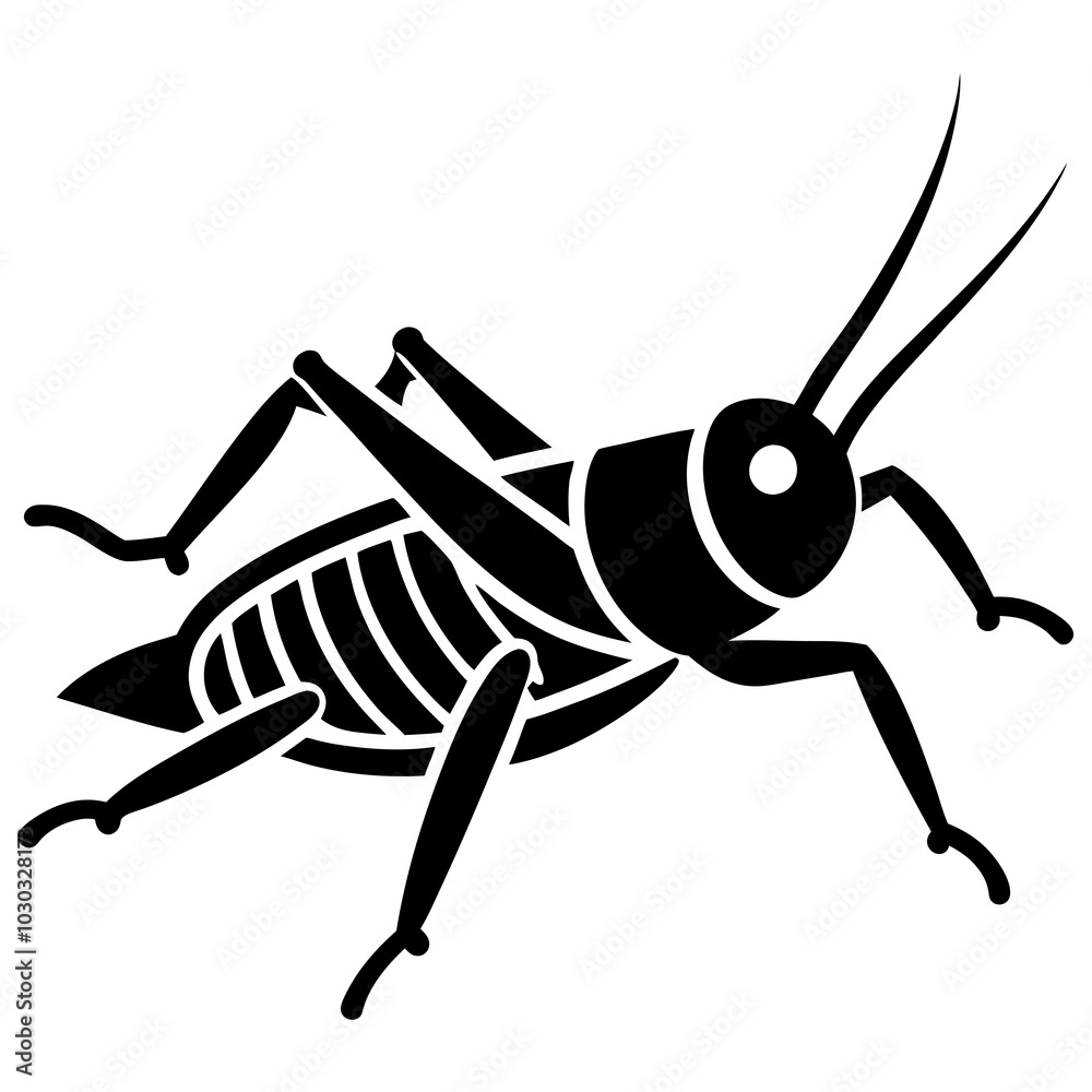cricket animal isolated on white background cricket animal isolated on white background