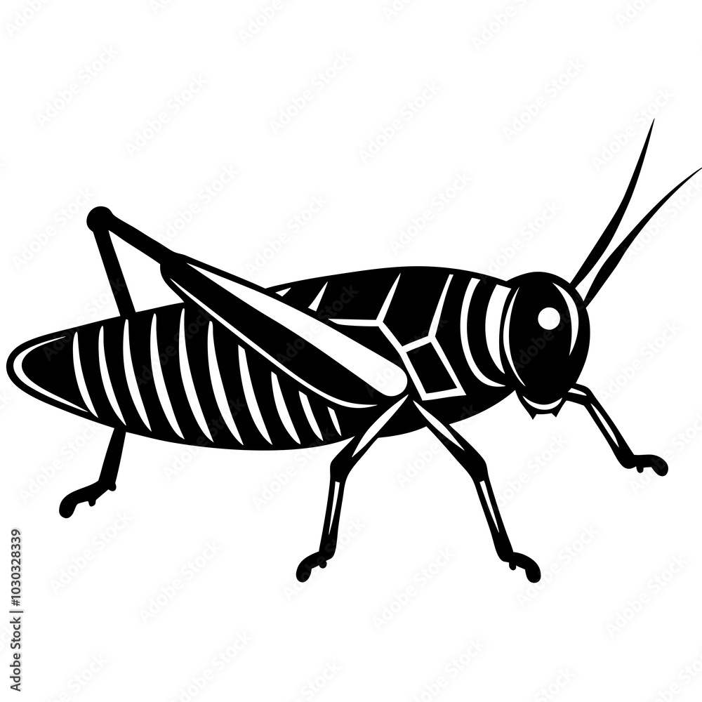 grasshopper isolated on white background grasshopper isolated on white background