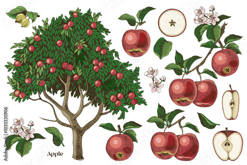 Apples hand drawn vector set
