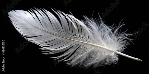 White swan feather on black background