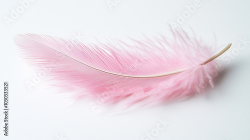 A pink feather lies on a white background, creating a light and delicate image