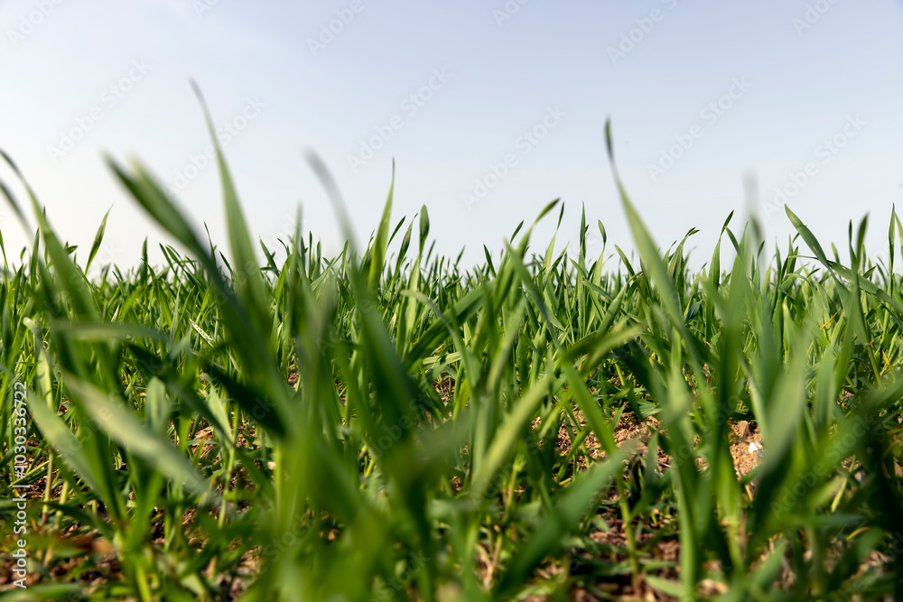Obraz premium a new growing crop of cereals in the spring season