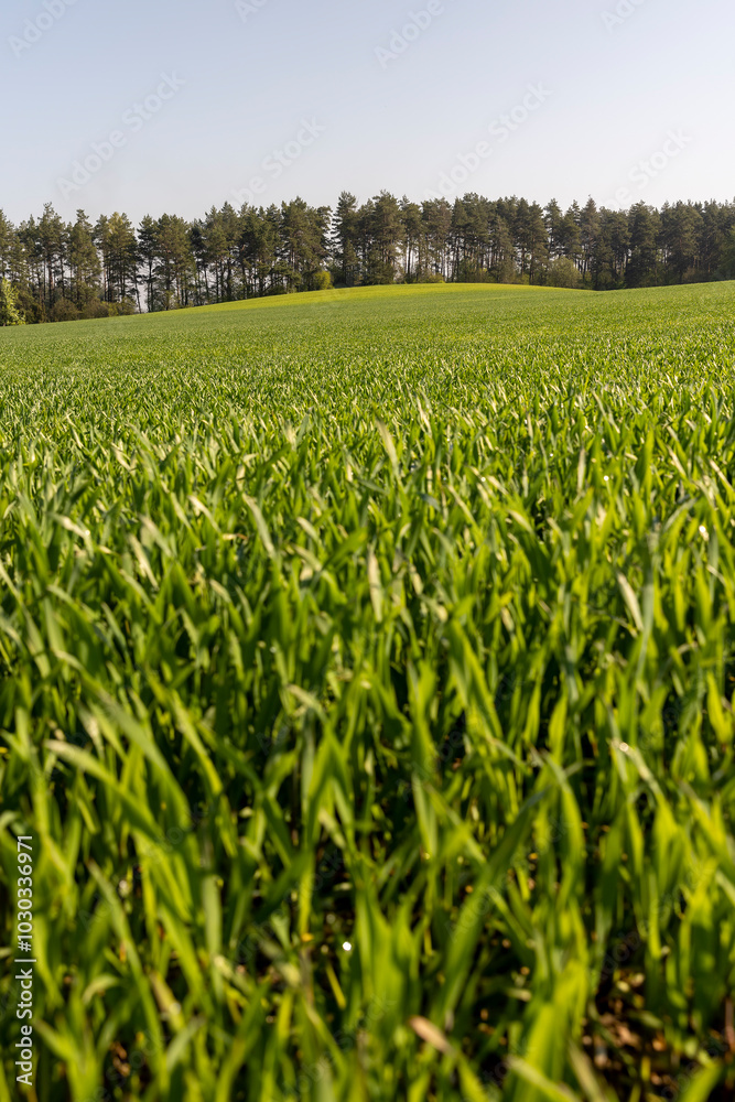Fototapeta premium a large amount of green wheat that grows actively in spring