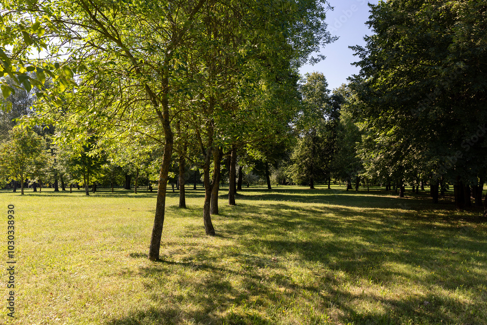 Obraz premium different deciduous trees in a mixed park in summer