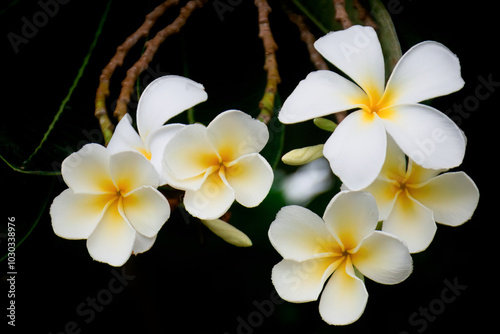 White Plumeria Flowers Against Black Background.