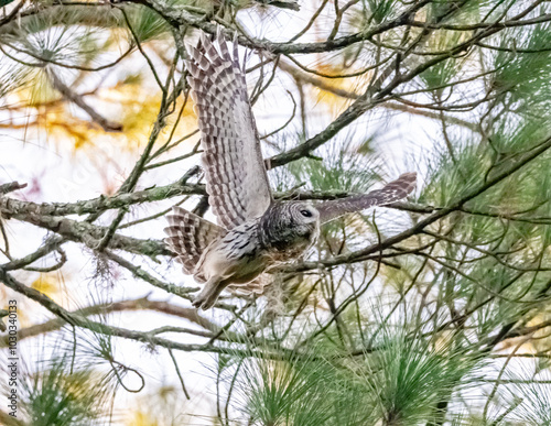 owl in flight