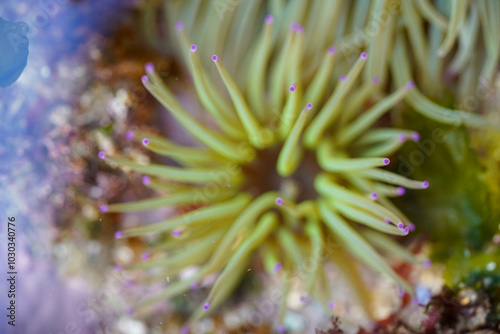 A close-up of a sea anemone shows its delicate tentacles with purple tips, gracefully extending from its vibrant green center photo