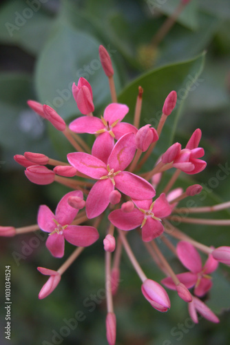 Bright Pink Ixora Flowers in Bloom - Close-Up Nature Photography