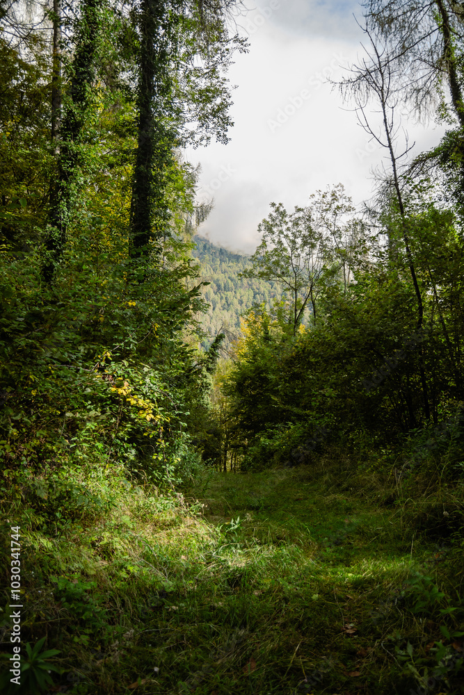 Obraz premium Into the forest