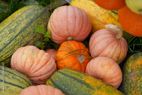 Die zarten rosa Kürbisse stechen vor dem Hintergrund des grünen Squashs hervor photo