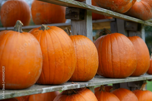 Several bright orange pumpkins are displayed on stacked wooden shelves