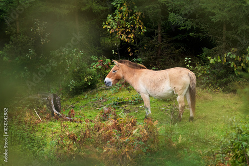 Mongolian wild horse grazing in nature reserve. Przewalski's horse, Equus przewalskii, also known as takhi or kertak. Only remaining truly wild horse. Beautiful animal in attractive wooded area. photo