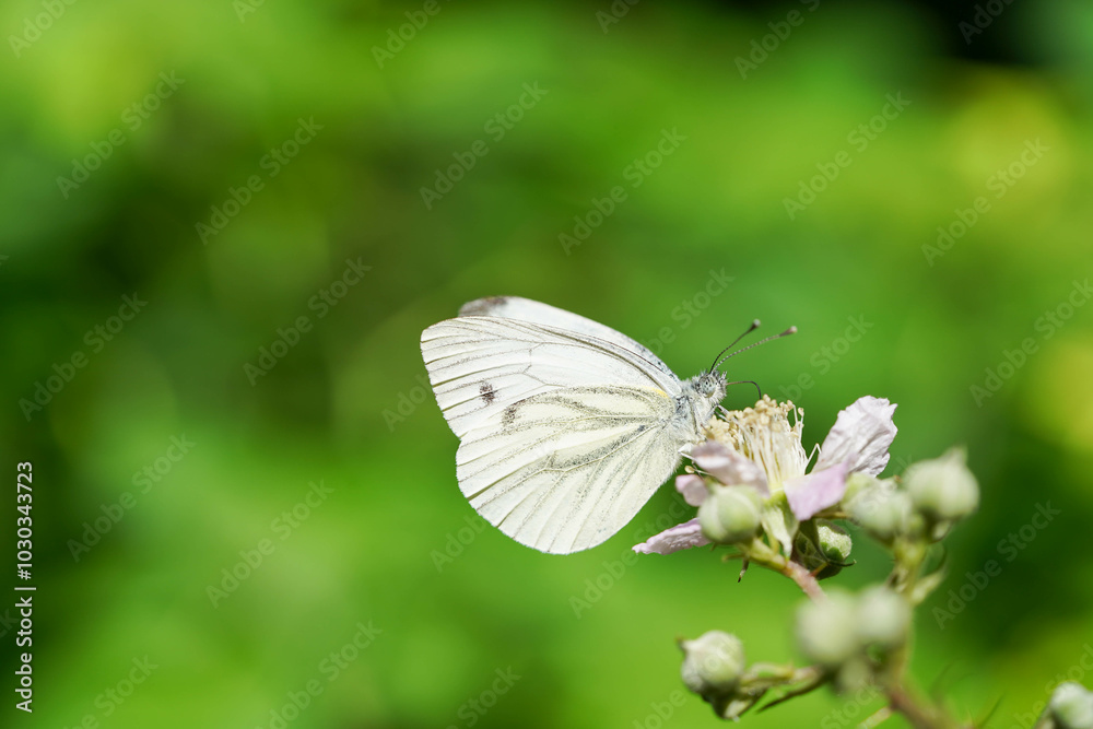 Ein weißer Schmetterling mit schwarzen Flecken ruht auf einer rosa Blütenknospe vor einem unscharfen grünen Hintergrund Ein weißer Schmetterling mit schwarzen Flecken ruht auf einer rosa Blütenknospe vor einem unscharfen grünen Hintergrund