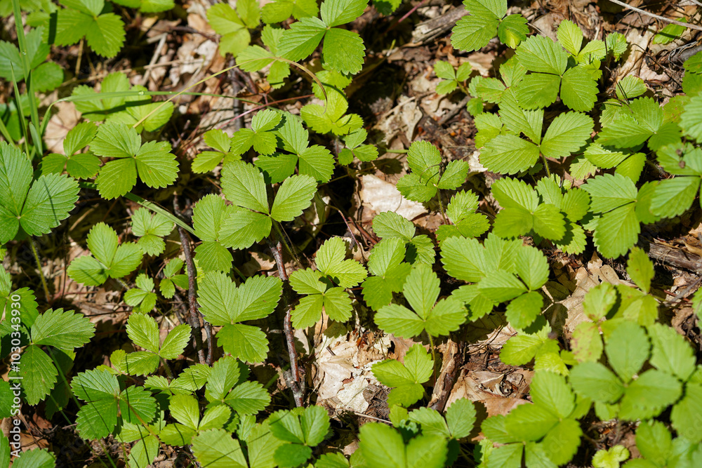 Obraz premium Bright green strawberry leaves grow densely on the forest floor