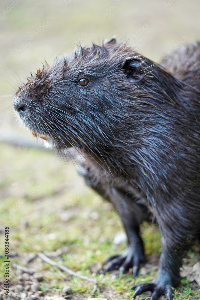 a close-up of a black nutria standing on grassy ground, with its fur appearing damp a close-up of a black nutria standing on grassy ground, with its fur appearing damp