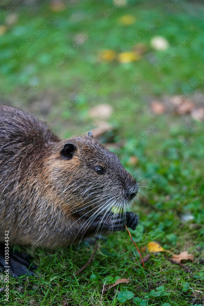 This is a brown-furred beaver eating a plant while sitting on green grass This is a brown-furred beaver eating a plant while sitting on green grass
