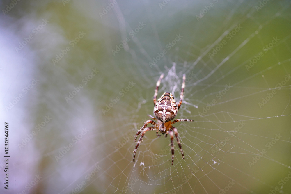 A spider sits in the center of its intricate web, surrounded by a blurred background A spider sits in the center of its intricate web, surrounded by a blurred background
