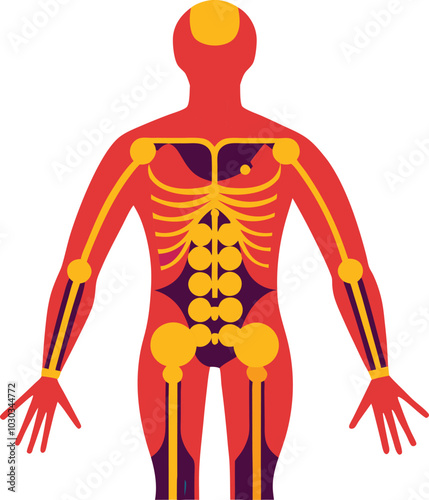 human skeleton body vector illustration graphic design